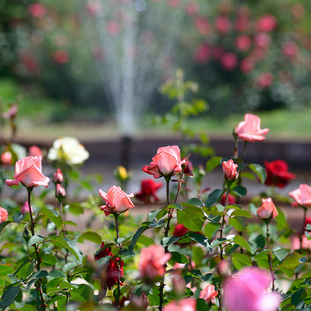 Are You New to Gardening?