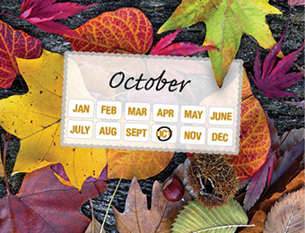 What to do now - October