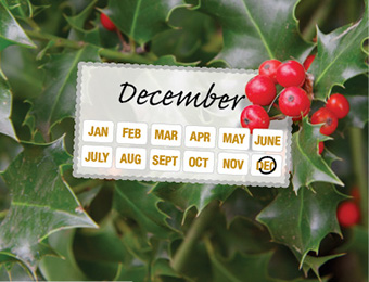 What to do now - December