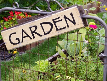 Guest Blog, Steve Ott Editor of Kitchen Garden Magazine